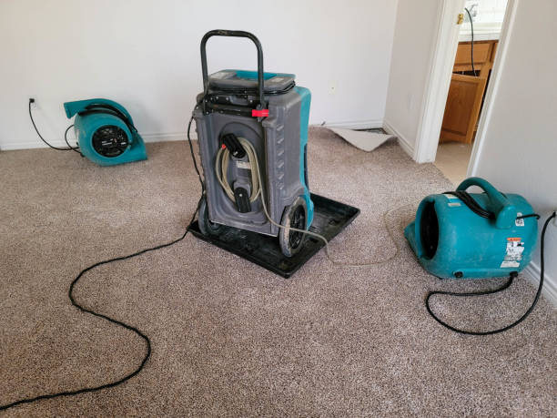 Best Mold removal after water damage  in Percy, IL